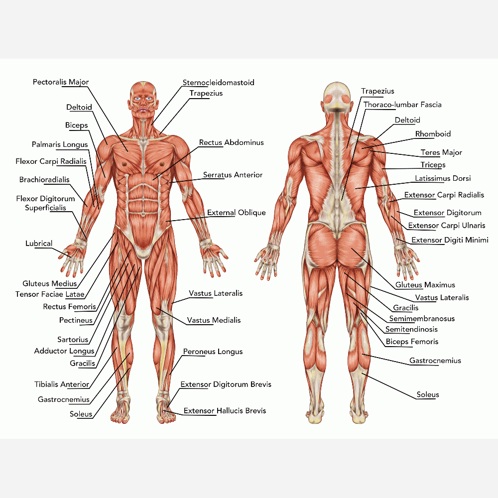 Aanpassing van Anatomie - Les muscles humains