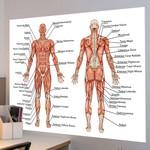 Anatomie - Les muscles humains